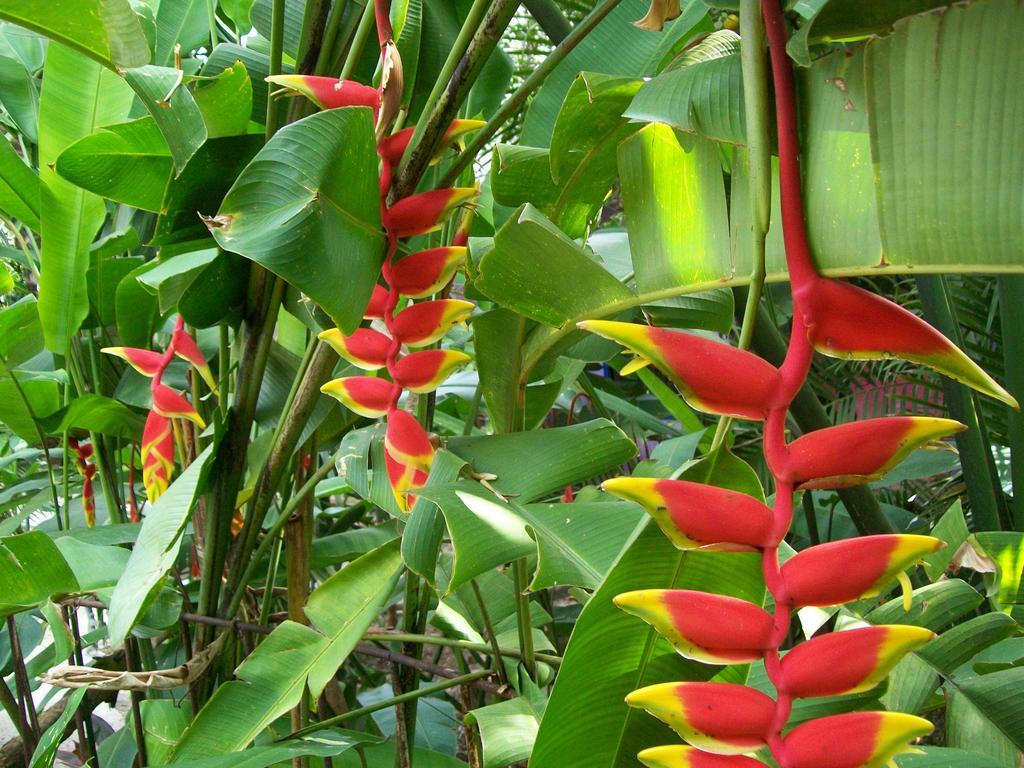 Posada El Jardin ตีคัล ภายนอก รูปภาพ