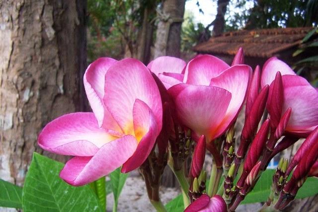 Posada El Jardin ตีคัล ภายนอก รูปภาพ
