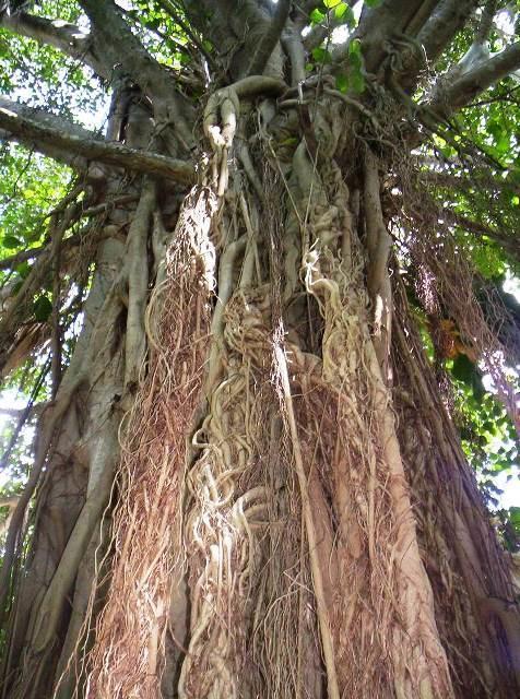 Posada El Jardin ตีคัล ภายนอก รูปภาพ