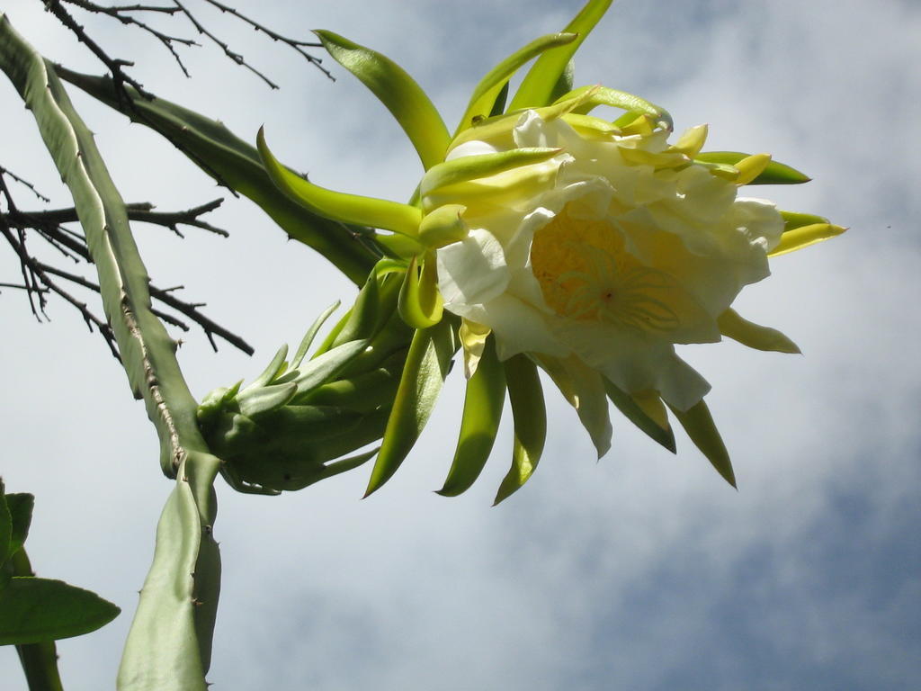 Posada El Jardin ตีคัล ภายนอก รูปภาพ